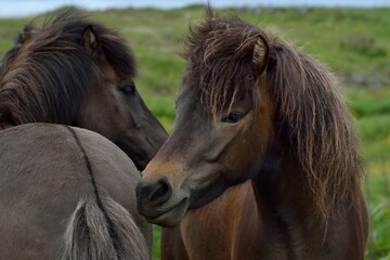 Icelandic horses in Iceland playing on the ground