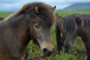 Obraz na płótnie Canvas Icelandic horses in Iceland playing on the ground