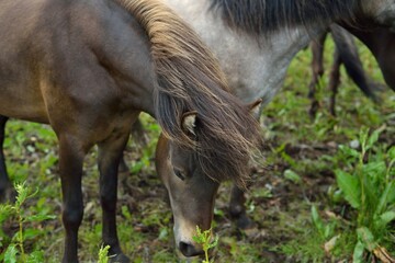 Icelandic horses in Iceland playing on the ground