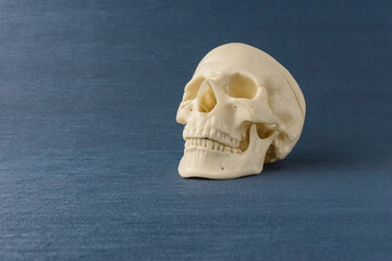 human skull plastic model isolated on blue background. copy space. no people. Anatomical structure human, physiology, medicine, education, study guide concept