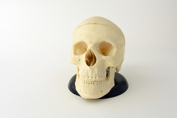 human skull plastic model isolated on white background. copy space. no people. Anatomical structure human, physiology, medicine, education, study guide concept