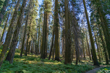 Obraz premium Forest