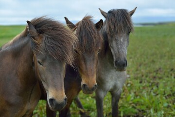Naklejka na ściany i meble Icelandic horses in Iceland playing on the ground