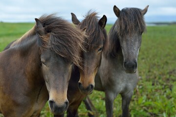 Icelandic horses in Iceland playing and loving 