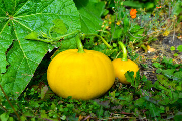 Two yellow pumpkins on the grass during the day