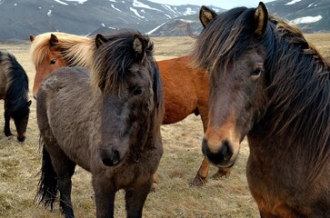 Obraz premium Icelandic horses in Iceland playing and loving 
