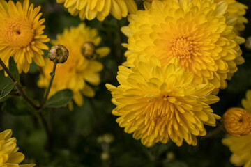 
Yellow chrysanthemum with a bud on a green background