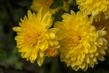 Yellow chrysanthemum with a bud on a green background