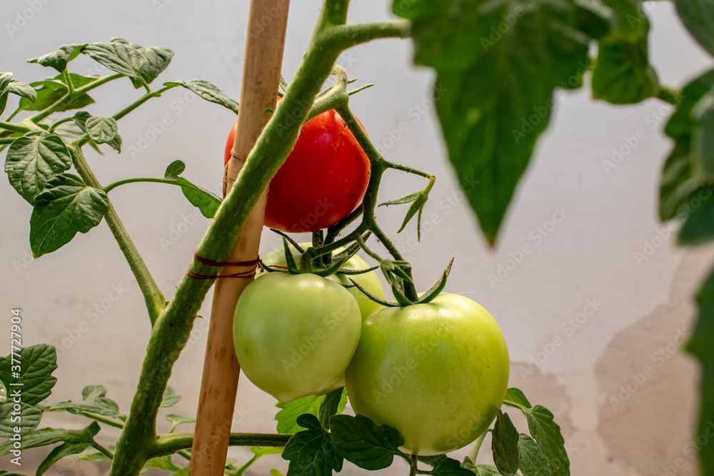 Wall mural a tomato plant with a bunch of tomatoes ready to be harvested.