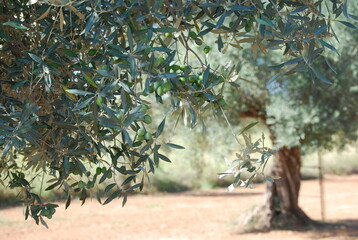 Olive Trees in Olive Orchard