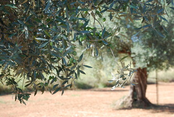 Olive Trees in Olive Orchard