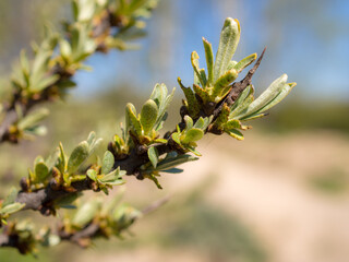 sea buckthorn branch closeup