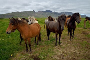 Obraz premium Icelandic horses in Iceland playing and loving 