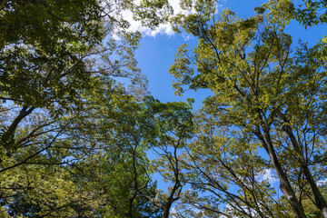 樹木