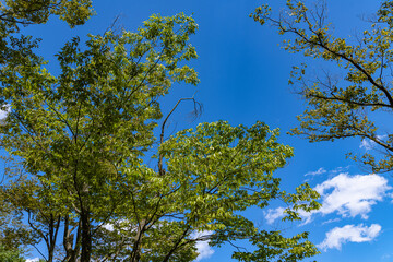 Obraz premium 樹木