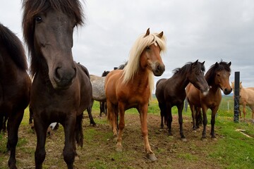 Fototapeta na wymiar Icelandic horses in Iceland playing and loving 