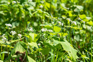 蕎麦の花