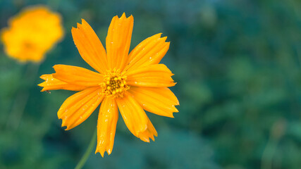 Cosmos sulphureus,  orange flowers on the garden, colorful orange floral is so beautiful © sritakoset