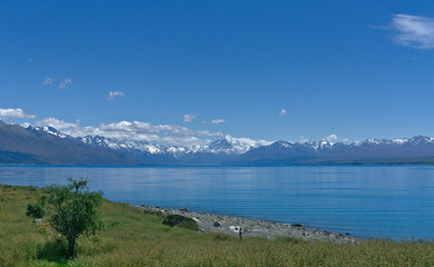 Wide turquoise view of Lake Tekapo, green shore with lonely tree and snowy mountains in the background, Tekapo, South Island, New Zealand