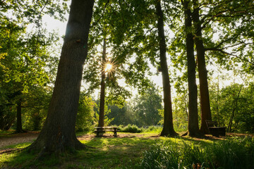 Romantic landscape in a forest. Rays of the sun through the foliage of a tree. Picnic table and bench on the grass.