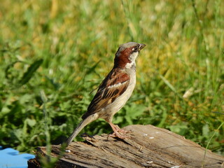 Moineau domestique