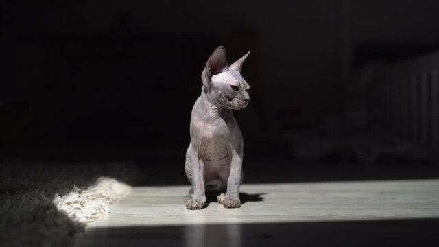 of a kitten sitting on the floor. A bald sphinx with large ears is basking in the rays of sunlight.