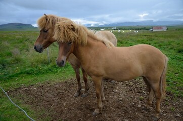 Naklejka na ściany i meble Icelandic horses in Iceland playing and loving 