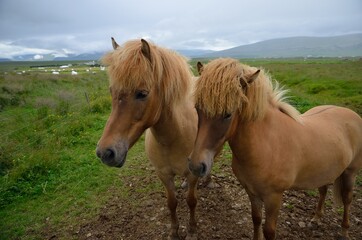 Icelandic horses in Iceland playing and loving 