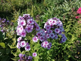 flowers in the garden lilac Phlox Bush