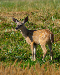 Young black-tailed deer (fawn) seen in the wild in North California