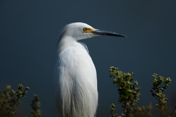 Close-up of a snowy egret perched