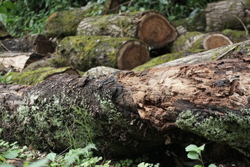 伐採された樹木