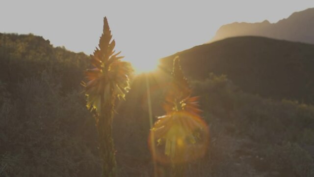 sunlight shines through the petals of a fynbos plant at sunrise or sunset in a mountainous landscape environment in South Africa
