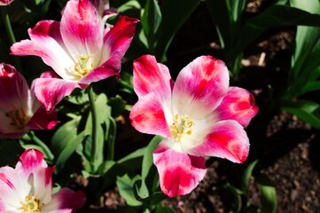 Red, pink, and white tulips