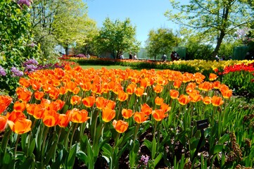 tulips in the park