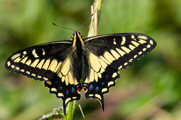 Fototapeta na wymiar Close-up of a pale swallowtail butterfly, seen in the wild in North California