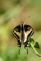 Close-up of a pale swallowtail butterfly, seen in the wild in North California