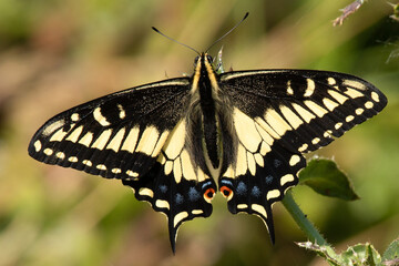 Fototapeta premium Close-up of a pale swallowtail butterfly, seen in the wild in North California