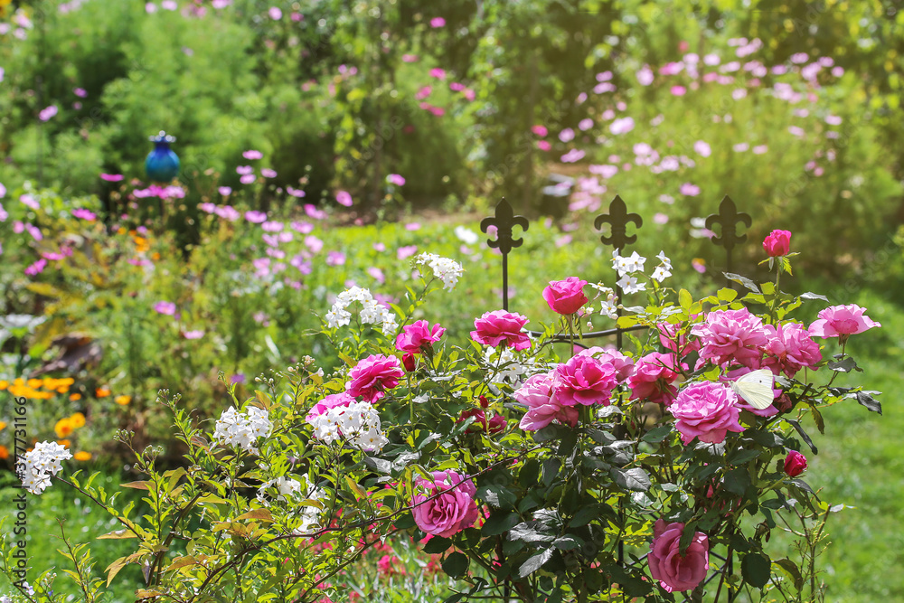 Wall mural garden idyll in summer with roses, jasmine, cosmea and other flowers