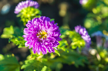 Lonely purple aistra in a garden flower garden in early autumn