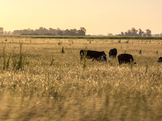 Group of cows in the countryside at golden hour