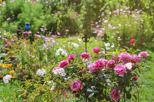 Garden idyll in summer with roses, jasmine, cosmea and other flowers