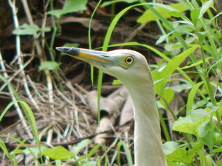 Beautiful Indian Egret face.