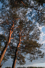 Obraz premium Tall fir trees at park in the evening town