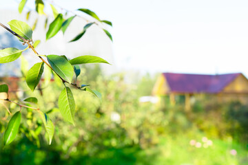 Fototapeta na wymiar Blurred background of home garden with copy space.