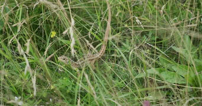 Green lizard on the grass without a tail