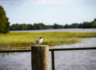 rural scenery with gray wooden pier on island