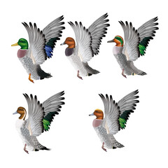canard, sarcelle, pilet, siffleur, fuligule, colvert,  volant, sauvage, animal, ailes, oiseau, vol, ciel, aigle, isolé, nature, blanc, ailes, faune, sauvage, bleu, illustration, fond blanc, silhouette