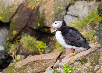 Ein Papageientaucher bereitet sich auf den nächsten Beutezug vor