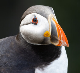 Papageientaucher auf der Halbinsel Latrabjarg, Island